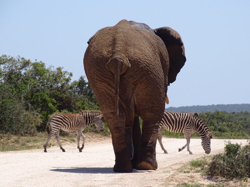 Mijn favoriete bestemming is Zuid-Afrika