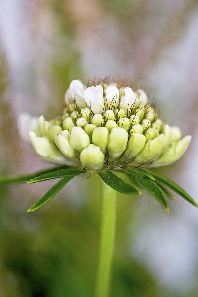 bloemetje ElsaRblog