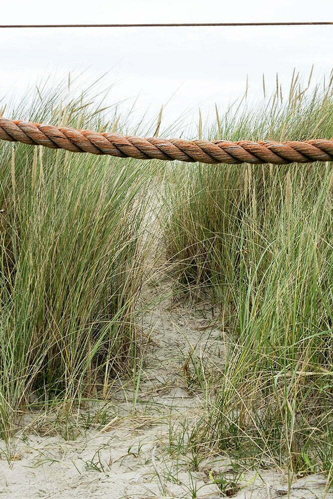 Texel: duinen met bijzondere kleuren