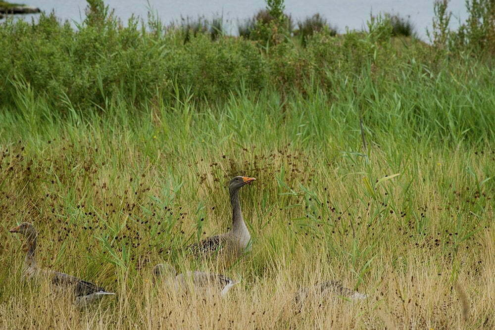 Texel: beschermd natuurgebied