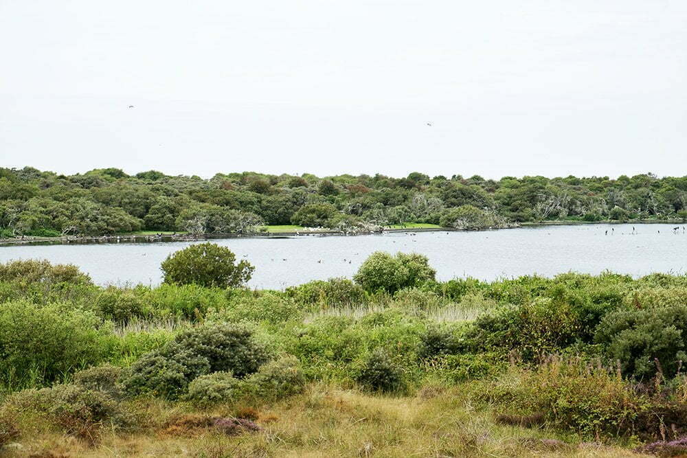 Texel: lepelaarkolonie 