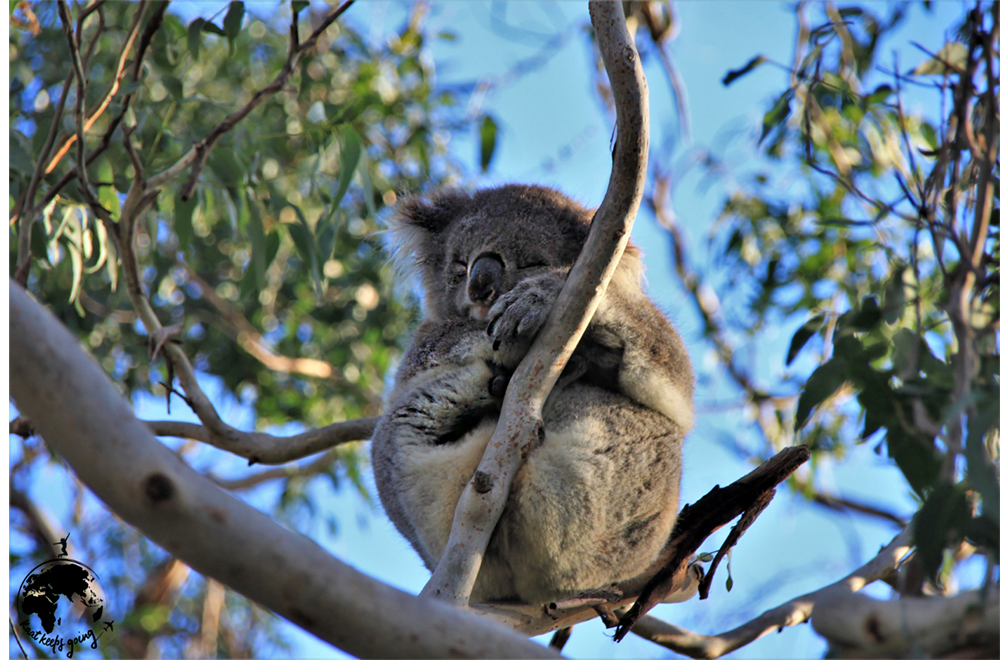 Koala Australie KaatKeepsGoing