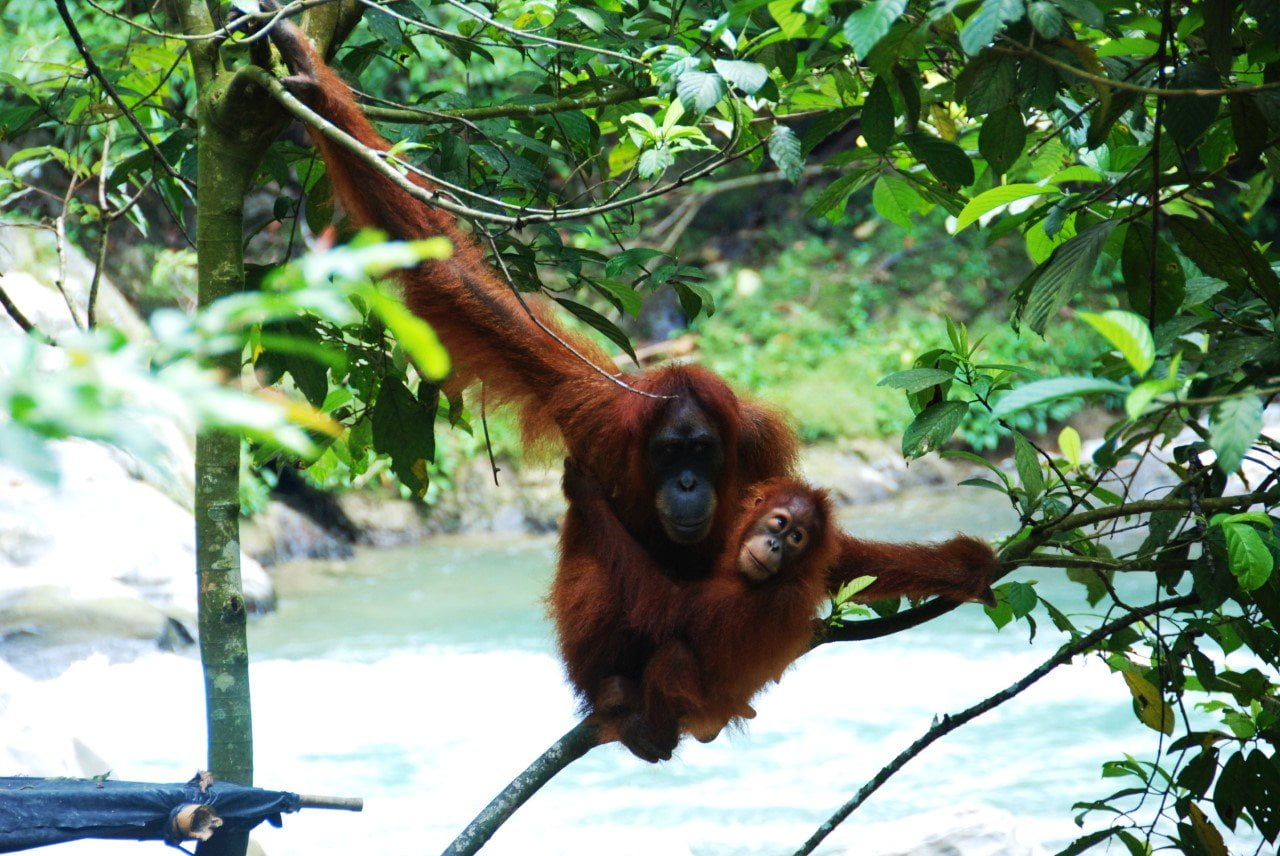Indonesië