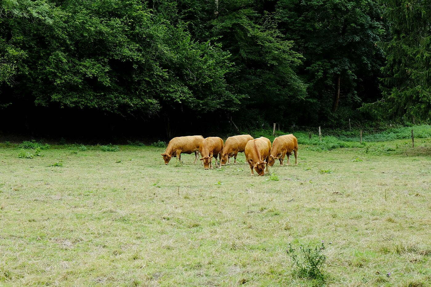 Dinant heel veel natuur