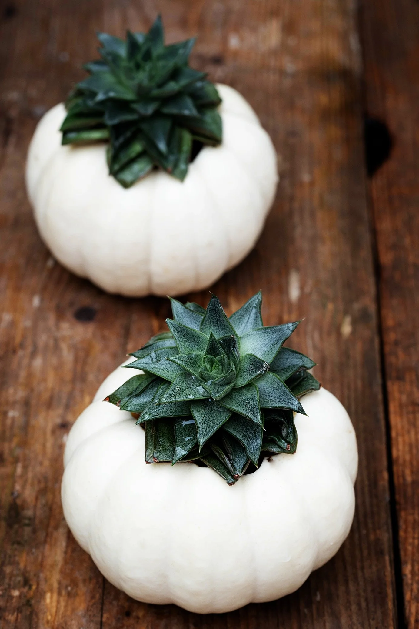 Pompoen met vetplantje - Herfst