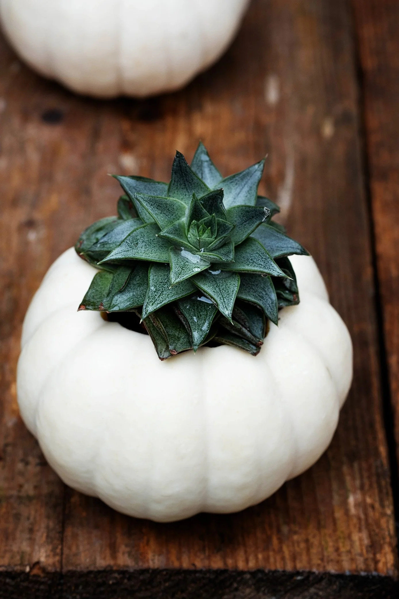 Pompoen met vetplantje - Herfst