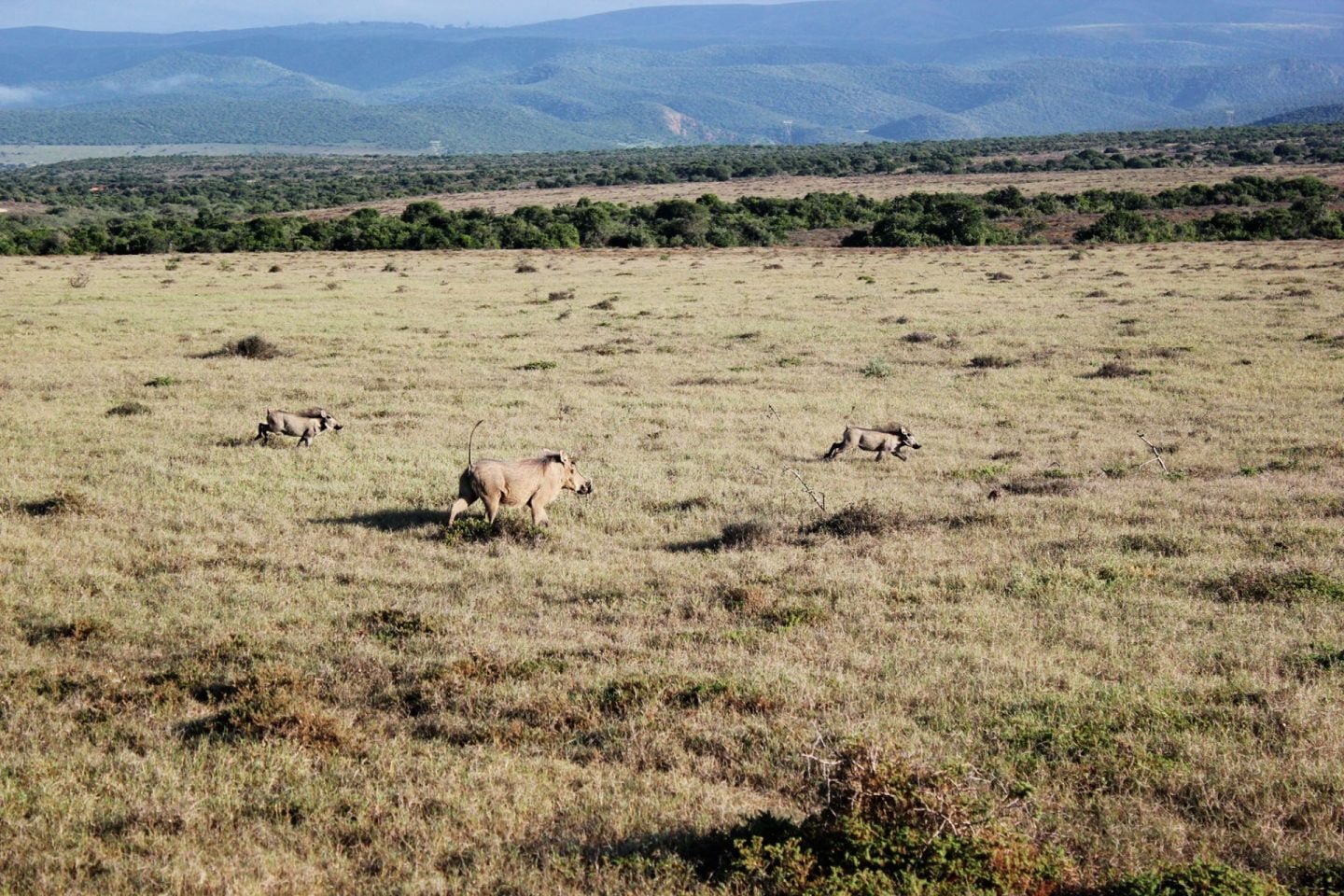 Zuid Afrika jorindeesthe 