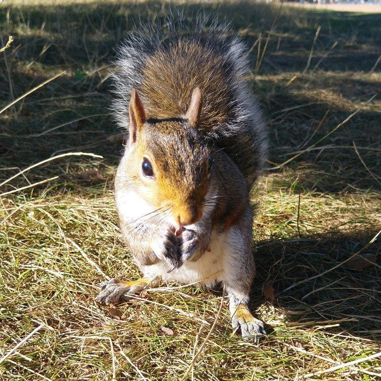 In het zonnetje; in Hyde park eekhoorntjes voeren uit mijn handen.