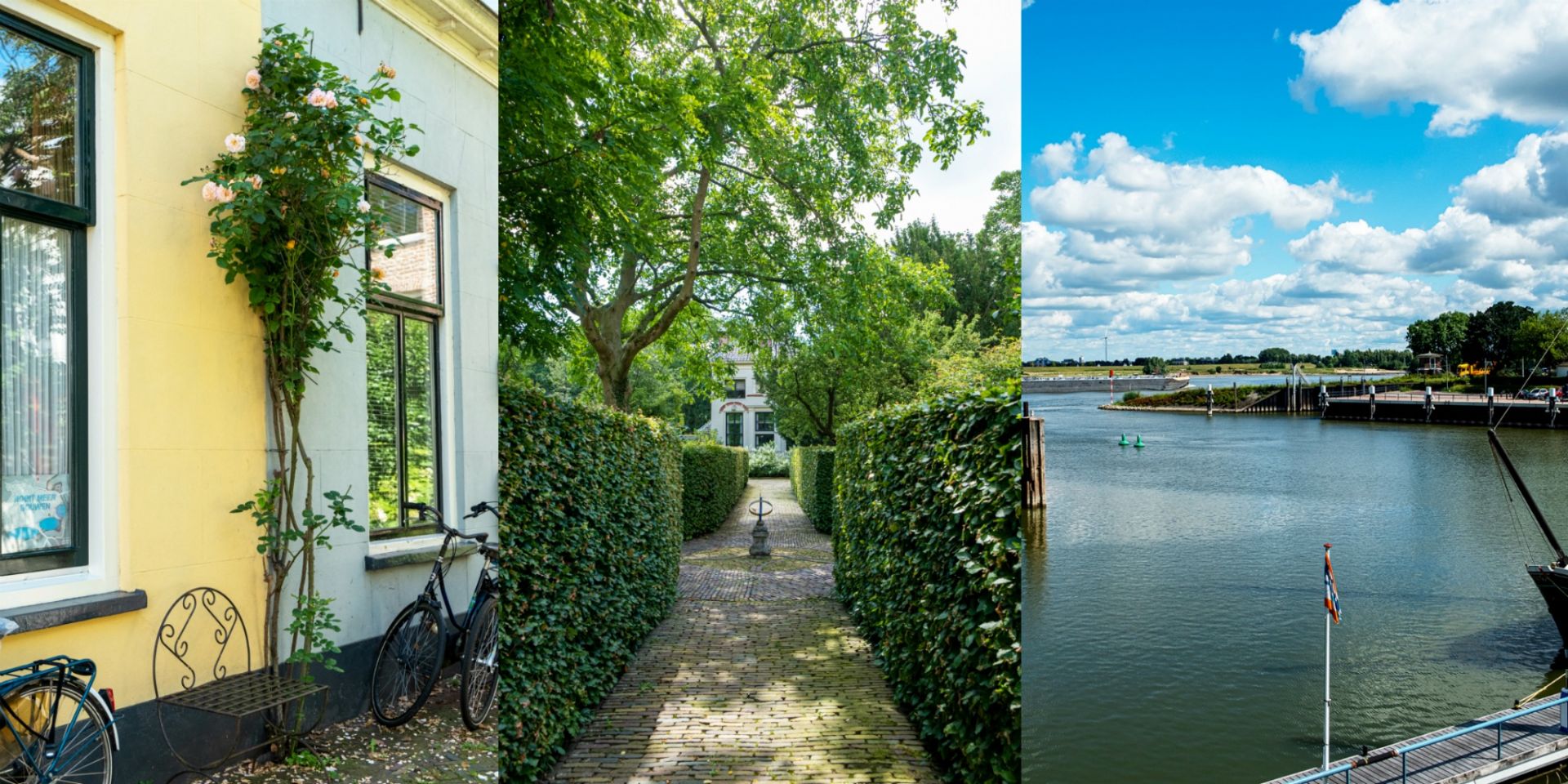Zaltbommel: Rozenstruiken in de voortuinen of langs de weg. rozenstruiken in de voortuinen of langs de weg
