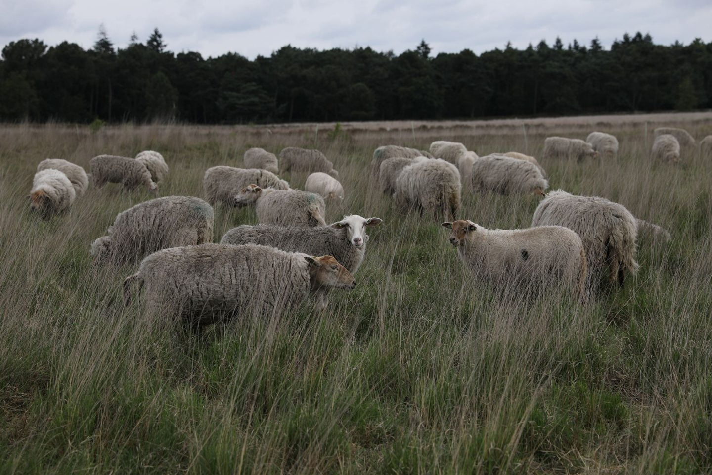 Jenny Rievers: Helmond Jenny Rievers: Helmond