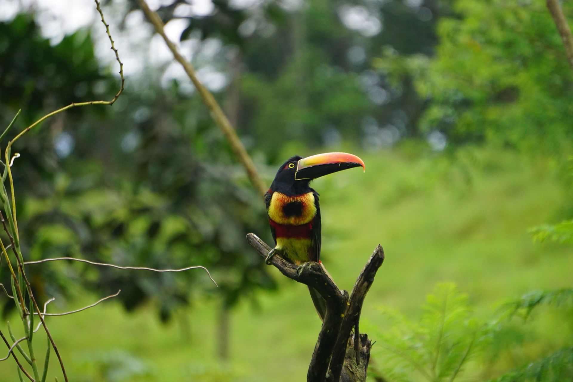 Ik woon mooi: Aracari Costa Rica