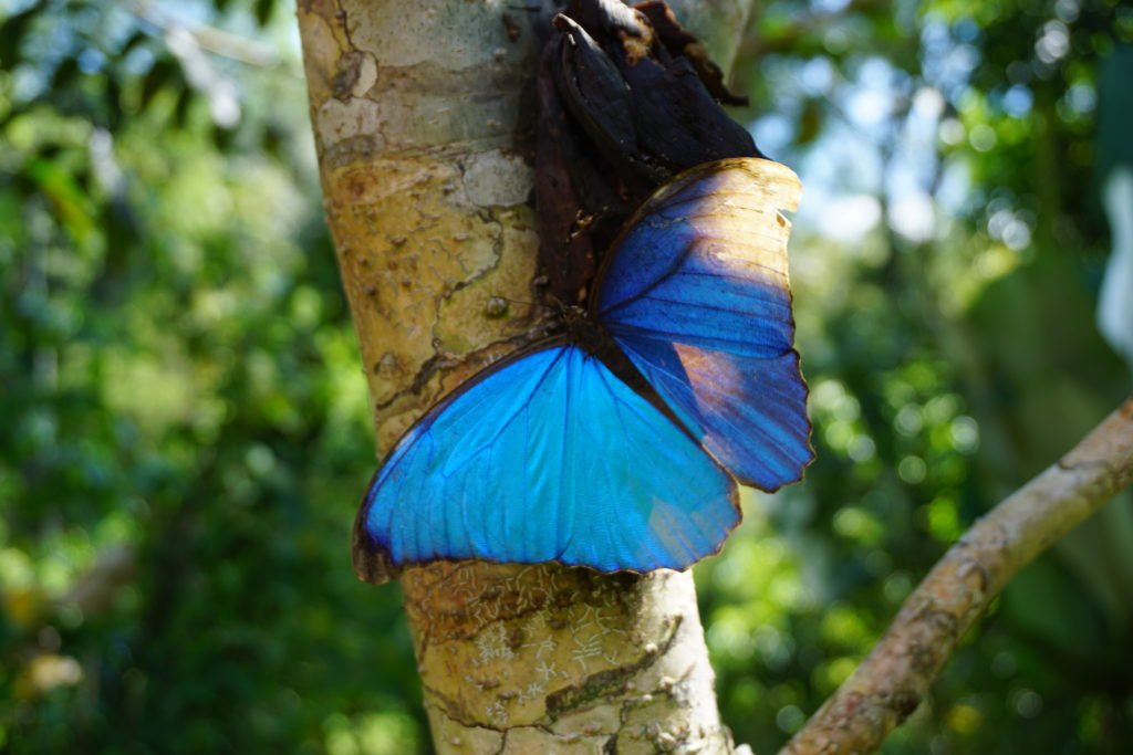 Blue Morpho Costa Rica Blue Morpho Costa Rica