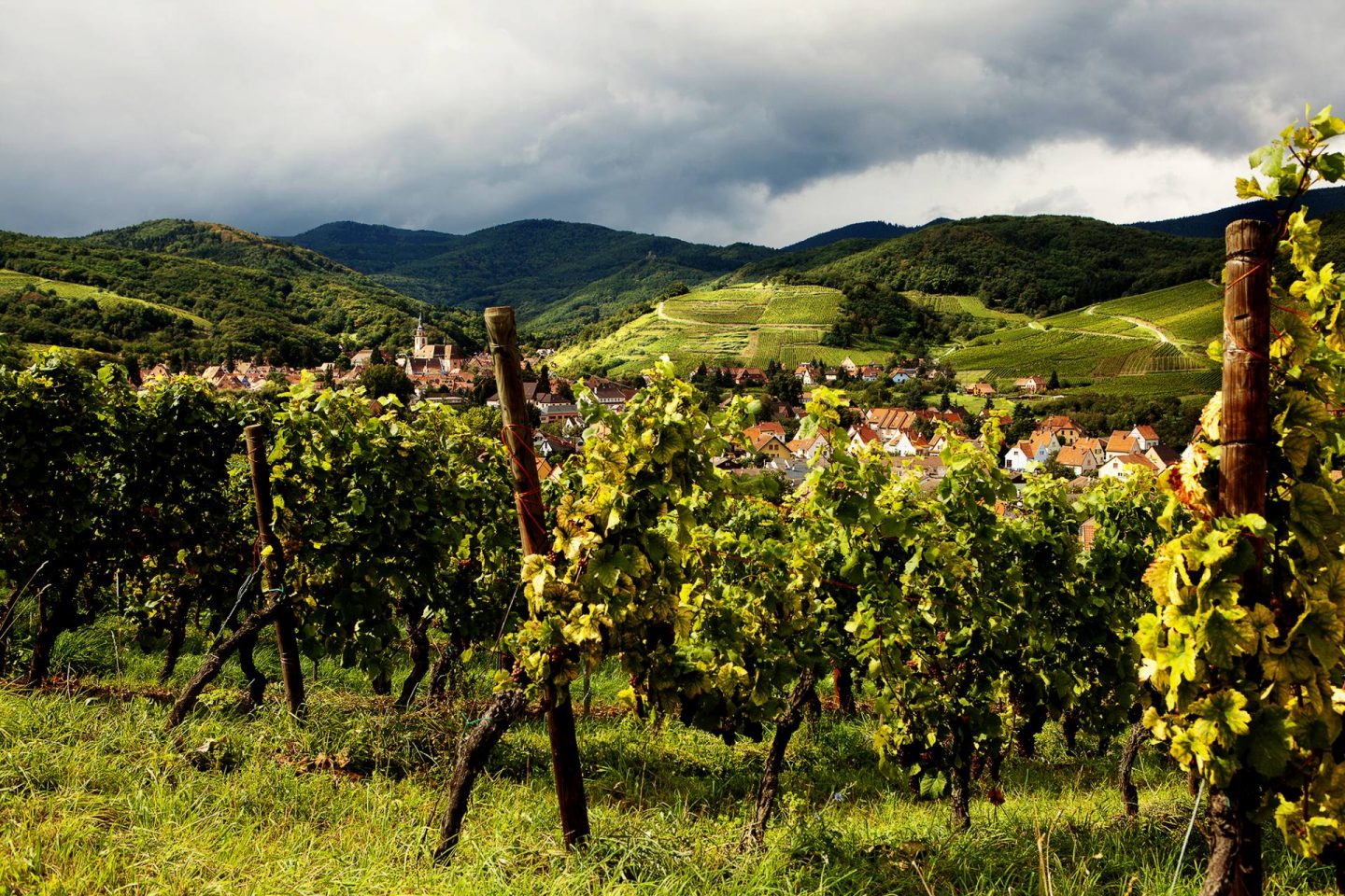 Elzas wijnen: Riesling en meer