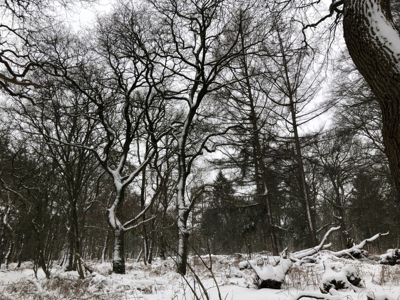 Utrechtse Heuvelrug; Grebbebos Utrechtse Heuvelrug; Grebbebos