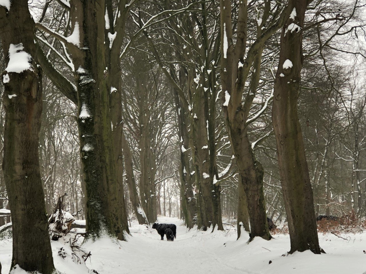 Utrechtse Heuvelrug; Grebbebos