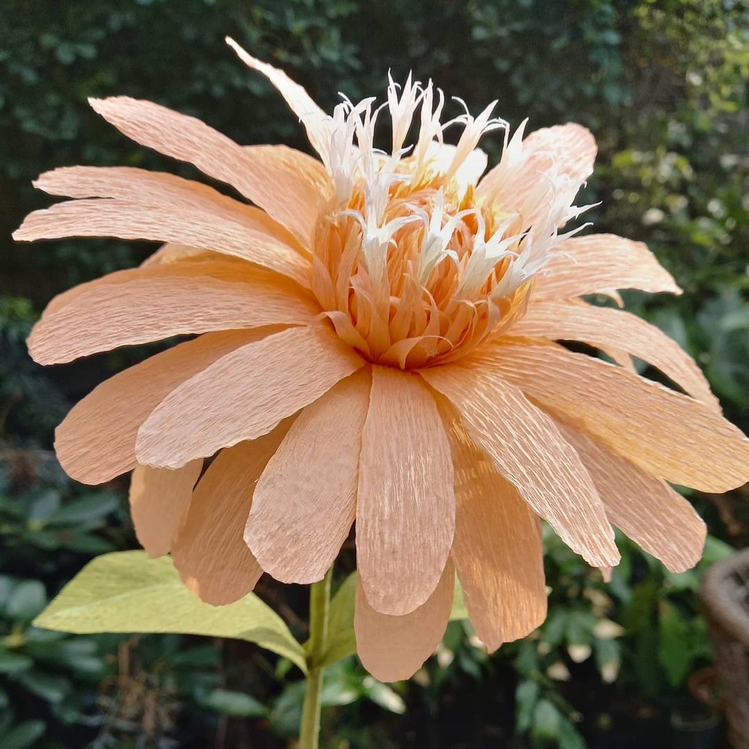 Ineketenhoeve: Zinnia crepepapier
