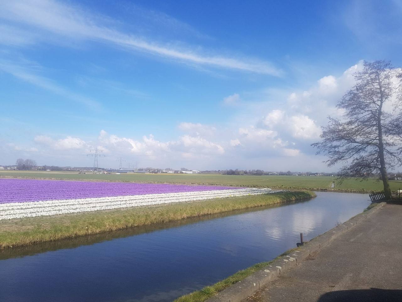 Uitzicht op de bollenvelden