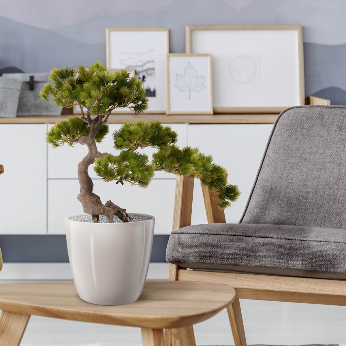 Pinus kunst bonsai: foto van Maxifleur Pinus kunst bonsai: foto van Maxifleur