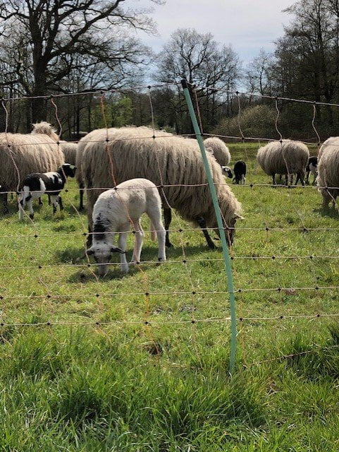 Je wandelt tussen de schapen door over de heide