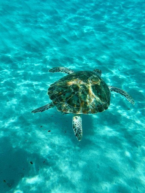 Onderwaterwereld van Curaçao