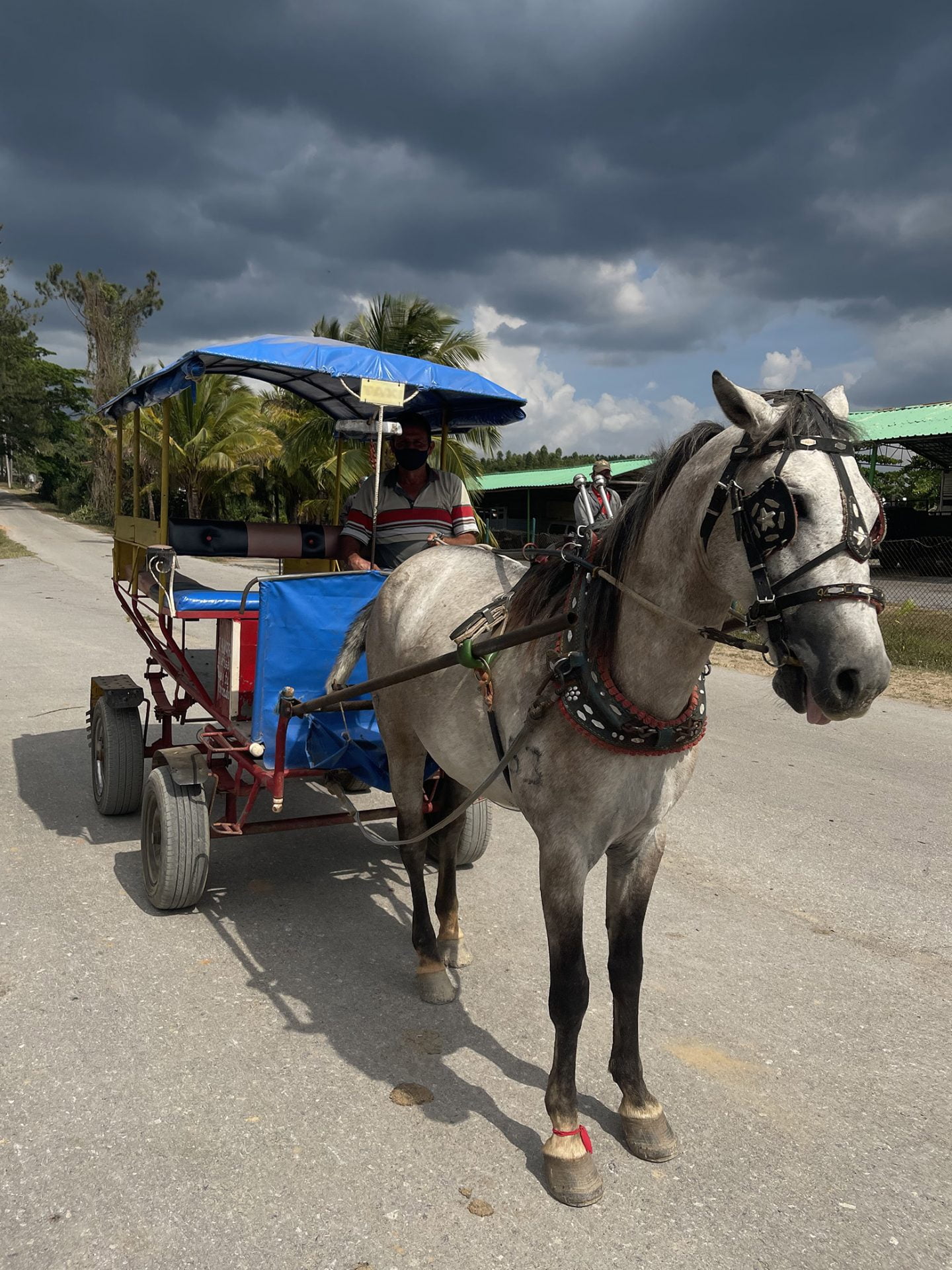 Paard en wagen in Viñales