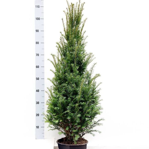 Taxus Baccata Foto: taxustopper Taxus Baccata Foto: taxustopper
