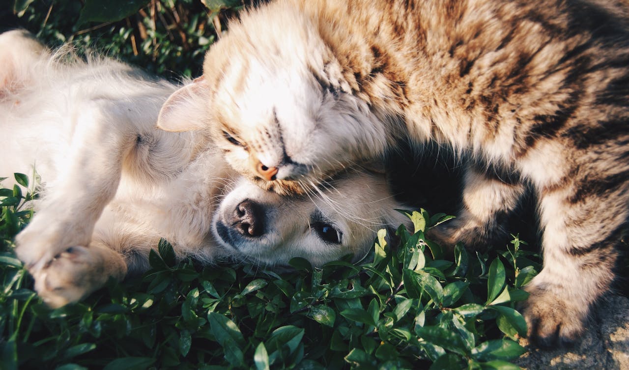 Hond én kat in huis Zo laat je het slagen!